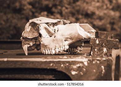 Cow Skull In Abandoned Pripyat City. Chernobyl Exclusion Zone. Zone Of High Radioactivity. Dead City. Exclusive Design For Horror And Rage Rooms. Autumn In Zone Of Exclusion. Chernobyl. Ukraine.