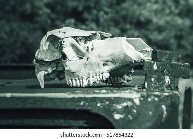 Cow Skull In Abandoned Pripyat City. Chernobyl Exclusion Zone. Zone Of High Radioactivity. Dead City. Exclusive Design For Horror And Rage Rooms. Autumn In Zone Of Exclusion. Chernobyl. Ukraine.