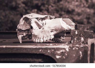 Cow Skull In Abandoned Pripyat City. Chernobyl Exclusion Zone. Zone Of High Radioactivity. Dead City. Exclusive Design For Horror And Rage Rooms. Autumn In Zone Of Exclusion. Chernobyl. Ukraine.