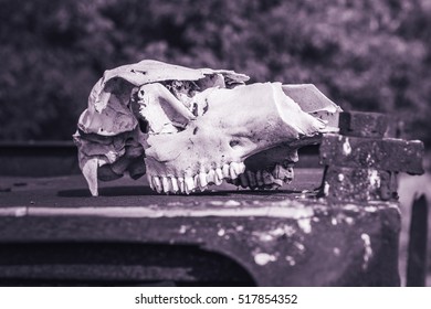 Cow Skull In Abandoned Pripyat City. Chernobyl Exclusion Zone. Zone Of High Radioactivity. Dead City. Exclusive Design For Horror And Rage Rooms. Autumn In Zone Of Exclusion. Chernobyl. Ukraine.