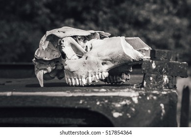 Cow Skull In Abandoned Pripyat City. Chernobyl Exclusion Zone. Zone Of High Radioactivity. Dead City. Exclusive Design For Horror And Rage Rooms. Autumn In Zone Of Exclusion. Chernobyl. Ukraine.