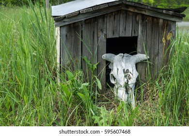 Cow Skull In Abandoned Pripyat City, Chernobyl Exclusion Zone, Zone Of High Radioactivity, Dead City