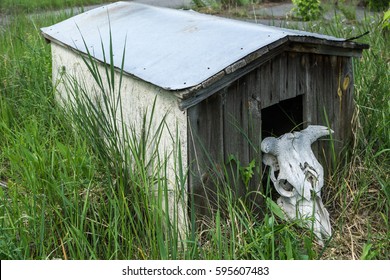 Cow Skull In Abandoned Pripyat City, Chernobyl Exclusion Zone, Zone Of High Radioactivity, Dead City