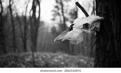 cow skull. horror, halloween. concept of death. the skull hangs on a tree. A spooky cow's skull and riveted to a wooden pole. white skull in a dark park. The head of a dead animal. monochrome - Powered by Shutterstock