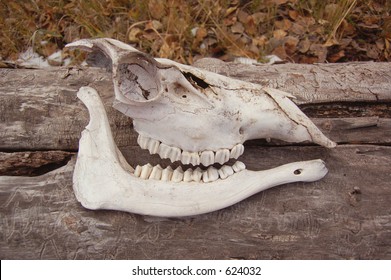 Cow Teeth Images, Stock Photos & Vectors | Shutterstock diagram of a cows skull 