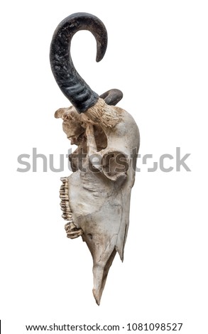 The cow skull on white background, side view .