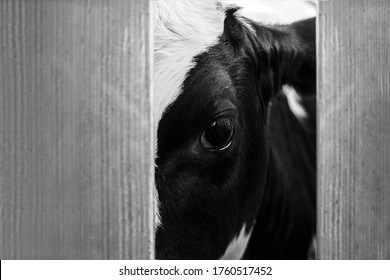 Cow in the slaughterhouse, look from behind the fence