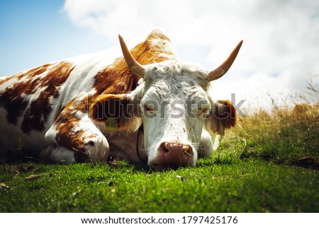 cow sleeping on meadow, sun is shining