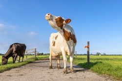Cow Is Sniffing Head Up Lifted, Red And White Milk Cattle On A Path In A Field, Blue Sky