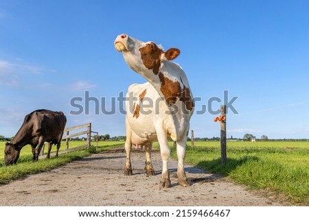 Cow is sniffing head up lifted, red and white milk cattle on a path in a field, blue sky