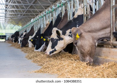 The Cow Sniffs Corn Silage, While Others Eat