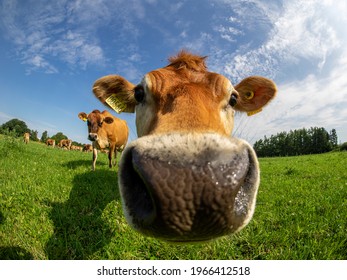 Cow snout nature grass blue sky