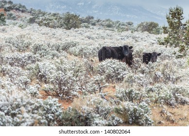 Cow With Snow