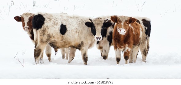 26,744 Snow cow Images, Stock Photos & Vectors | Shutterstock