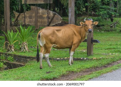 A Cow Spotted At Sungai Relau Park Ranger Office