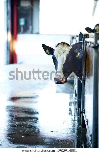 A cow standing Dairy\
cows in a farm