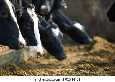 A cow is standing in the dirt, Dairy cows in a farm