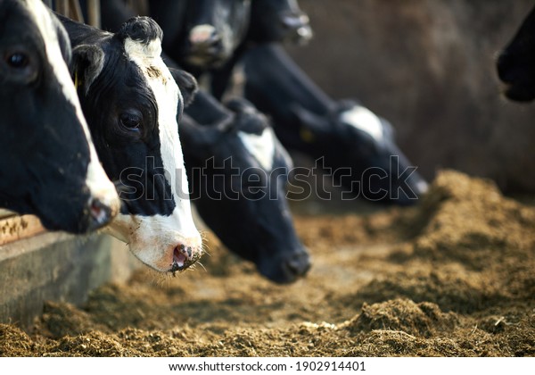 A cow\
is standing in the dirt, Dairy cows in a\
farm
