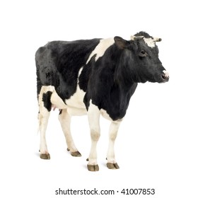 Cow standing in front of white background, studio shot