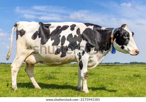 Cow standing full length side\
view, milk cattle black and white, standing Holstein cattle, a blue\
sky and horizon over land in a field in the\
Netherlands