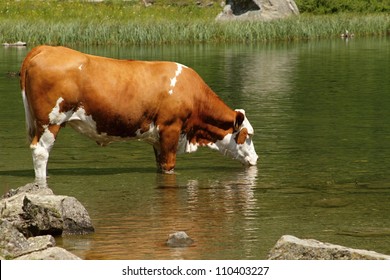 cow standing in the lake and drinking water