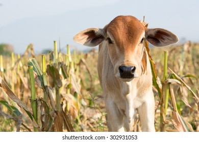 Cow Standing In The Middle Of Harvested Corn Field. 