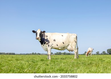 Cow standing on green grass in a meadow, pasture and a blue sky, side view, full udder 