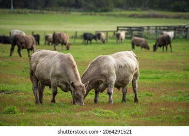 Cow Standing In The Paddock