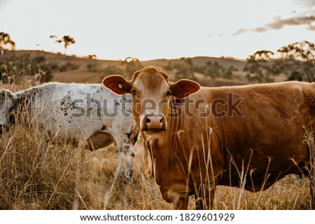 Cow standing in the paddock