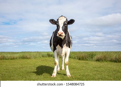Cow stands alone in a meadow, handsome and full-length with copy space.