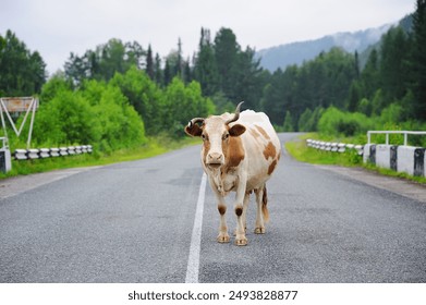 cow stands in the middle of the road, cow with crooked horns, brown heifer, domestic animal, cattle, livestock animals - Powered by Shutterstock