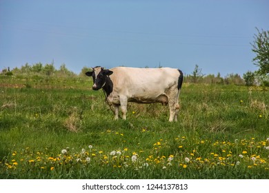 A cow stands on a flowering meadow in summer.