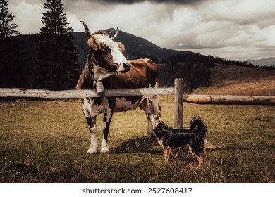 A cow stands patiently while a lively dog seems eager to play. The backdrop of hills and forests completes this charming rural scene. - Powered by Shutterstock