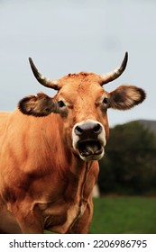 Cow Sticking Out Its Tongue