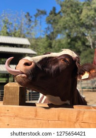 Cow Sticking Tongue Out