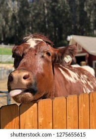 Cow Sticking Tongue Out