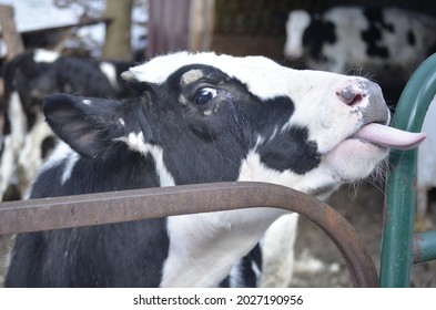 Cow Sticking Its Tongue Out