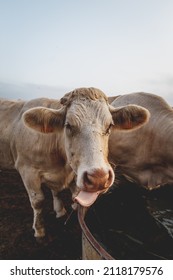 Cow Sticking Its Tongue Out