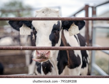 Cow Sticking Tongue Out