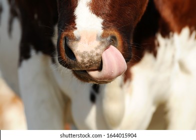 Kuh steckt seine Zunge in die Nase