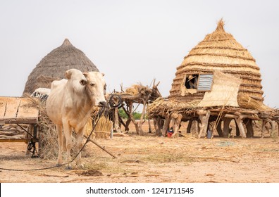 Cow And Storage House In Niger Village Lifestyle, Living In The Desert Of Sahara And Sahel. West-African Culture Of Niger.