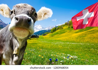 Cow In Swiss Montains