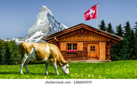 Cow In Switzerland