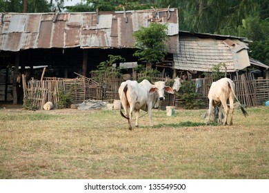 cow in thai village. - Shutterstock ID 135549500