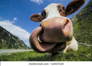 Cow And Tongue