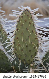 Cow Tongue Prickly Pear In Chihuahua Desert. Spines Covered With Frost.