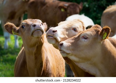 Cow Trio Looking Like They Are Singing