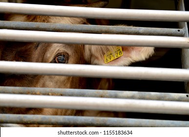 Cow In A Truck Interior, Sad, On The Way To The Slaughterhouse