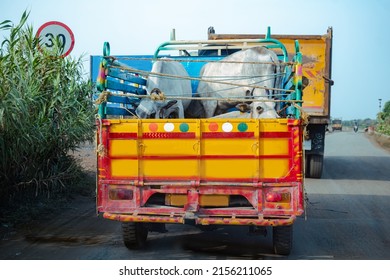 Cow In A Truck Interior, Sad, On The Way To The Slaughterhouse