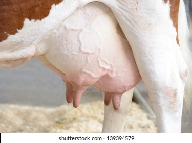 Cow Udder 